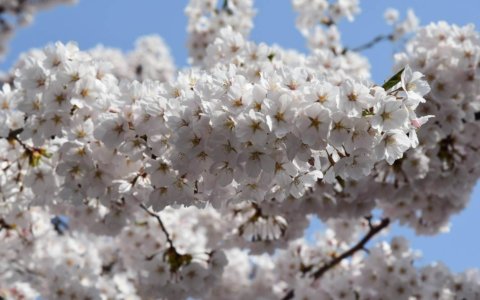 【青森市】GWは青森春まつり＆なみおか桜まつりへ