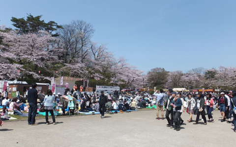 【秋田市】4月17日～28日は千秋公園桜まつりへ?