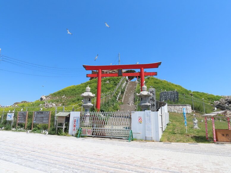 青森県八戸市 蕪島･蕪島神社 ウミネコ