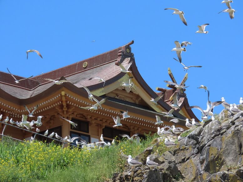 青森県八戸市 蕪島･蕪島神社 ウミネコ