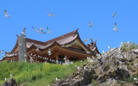 青森県八戸市～蕪島神社・ウミネコと戯れる旅～