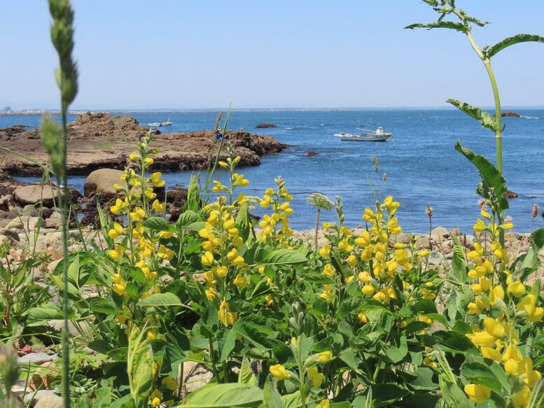 青森県八戸市 三陸ジオパーク みちのく潮風トレイル 海岸の風景