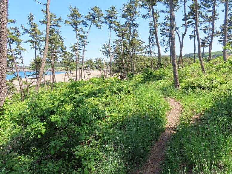 青森県八戸市 三陸ジオパーク みちのく潮風トレイル 大須賀海岸